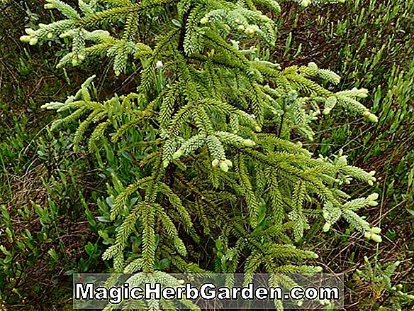 Kalmia polifolia (Swamp Laurel)