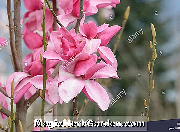 Magnolia campbellii (Magnolia Darjeeling Campbell)