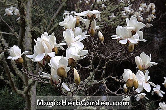 Tumbuhan: Magnolia campbellii (Strybing White Campbell's Magnolia)