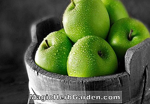Malus domestica (Chestnut Apple)