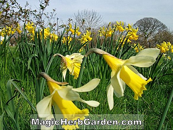 Tumbuhan: Narcissus (Damson Daffodil)