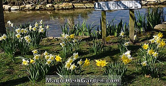 Narcissus (Greenland Daffodil)