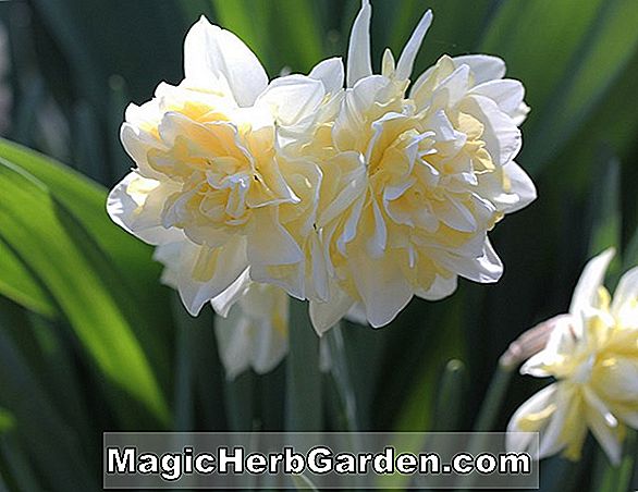 Narcissus (Irene Copeland Narcissus)