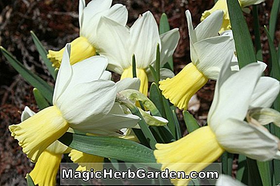 Tumbuhan: Narcissus (Irish Charm Narcissus)
