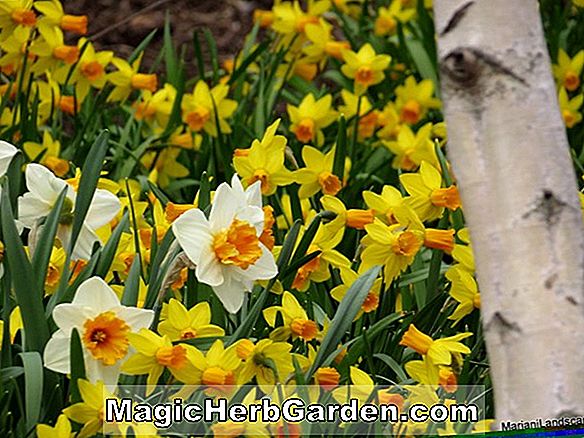 Tumbuhan: Narcissus (Satin Pink Narcissus)