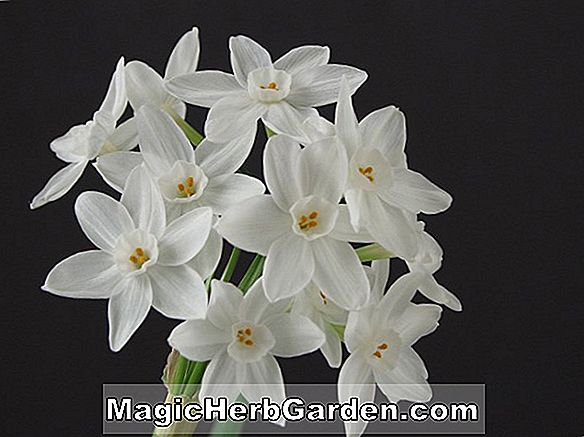Narcissus (Paper White Grandiflorus Narcissus)