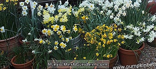 Tumbuhan: Narcissus poeticus (Plenus Narcissus)