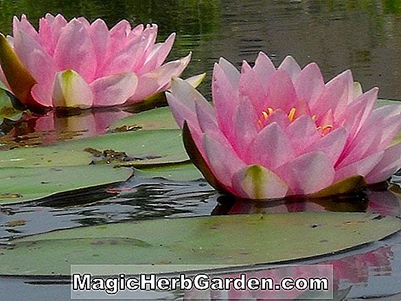 Nymphaea (Perry Red Beauty Hardy Water Lily)