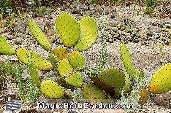 Opuntia borinquensis (Cabo Rojo Cactus)