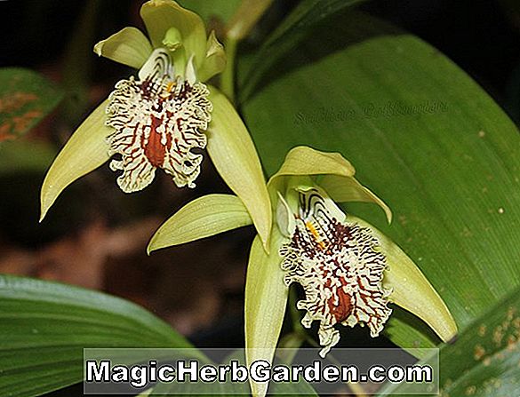 Phalaenopsis cornu-cervi (Anggrek Ngengat)
