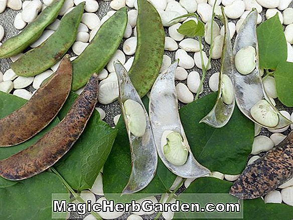 Phaseolus lunatus (Jackson Wonder Lima Bean)