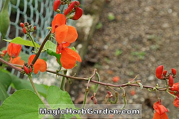 Phaseolus maculatus (Wild Cocolmeca Bean)