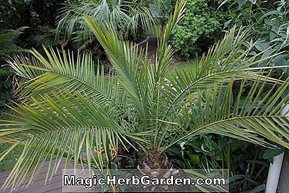Phoenix loureirii (Palm)