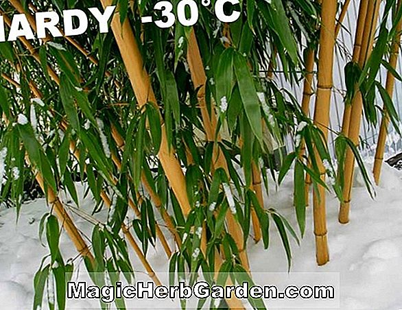 Phyllostachys flexuosa (Zigzag Bamboo) - #2