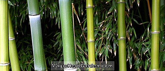Phyllostachys iridescens (Iridescens Bamboo) - #2