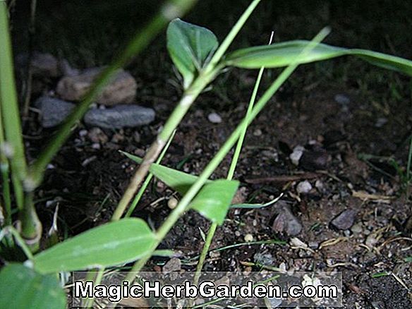 Phyllostachys nigra (Shimadake Black Bamboo) - #2