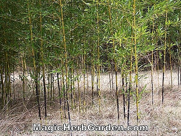 Phyllostachys nuda localis (Nuda Localis Bamboo) - #2