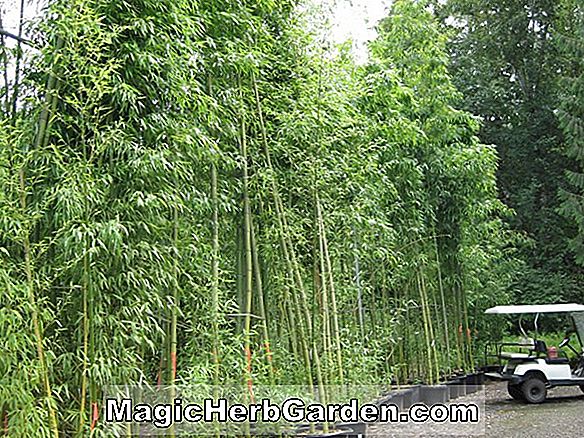Bashania fargesii (Bambu)