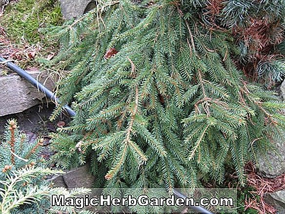 Picea abies (Reflexa Norway Spruce)