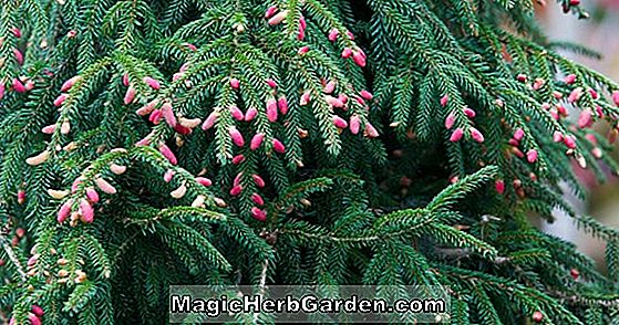 Picea orientalis (Spruce Oriental)