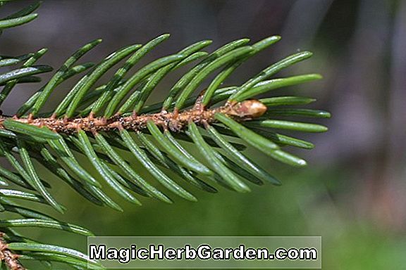 Picea rubens (Red Spruce)