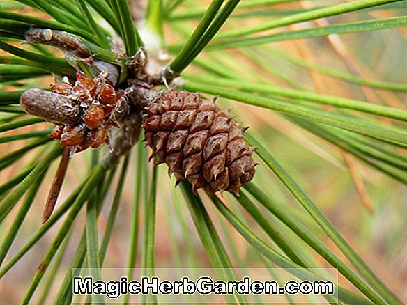 Pinus echinata (Shortleaf Pine)