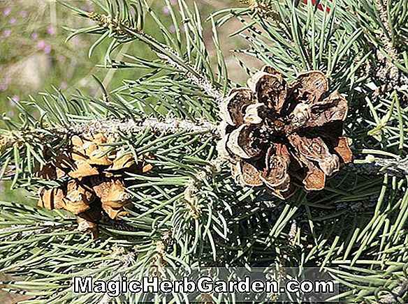 Pinus monophylla (Single-leaf Pinyon)