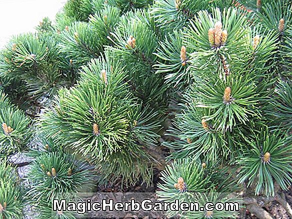 Pinus mugo (Mugo Pine)