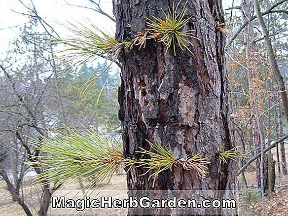 Tumbuhan: Pinus rigida (Pitch Pine)