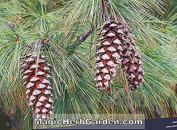 Pinus wallichiana (Bhutan Pine)