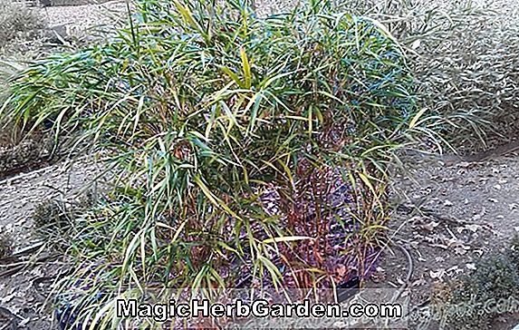 Pleioblastus gramineus (Spiraled Grass Bamboo) - #2