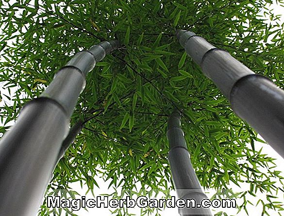 Tumbuhan: Pleioblastus pygmaeus (Pygmy Bamboo)
