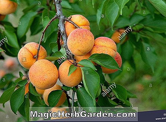 Prunus armeniaca (Aprikot Raksasa Selatan) - #2
