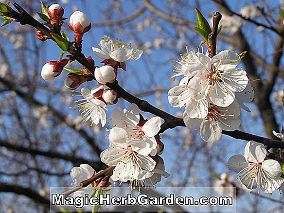 Prunus armeniaca (Blenril Apricot) - #2