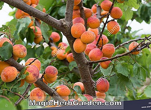 Tumbuhan: Prunus armeniaca (Blenhaim Apricot)