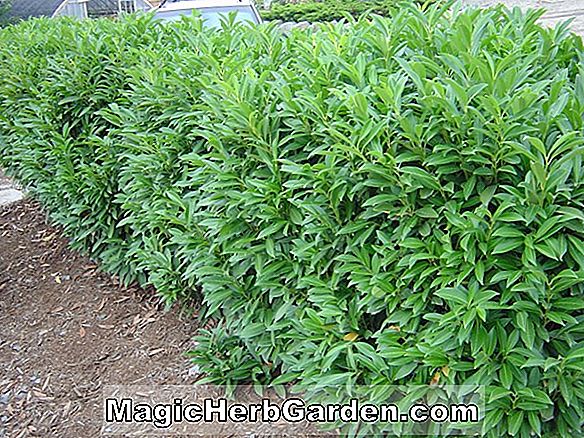 Prunus caroliniana ('Bright' N Tight 'Carolina Cherry Laurel) - #2