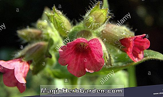 Pulmonaria rubra albocorollata (Lungwort Merah Berbunga Putih)