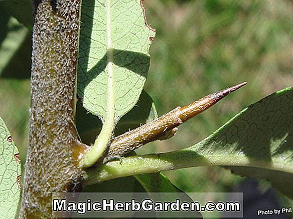 Tumbuhan: Pyracantha watereri (Firethorn)