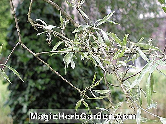 Tsuga canadensis (Salicifolia Canadian Hemlock) - #2
