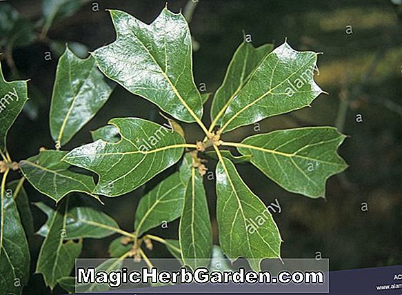Quercus marilandica (Blackjack Oak)