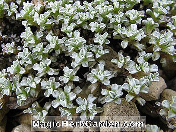 Raoulia australis (Raoulia)