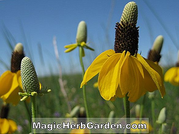 Tumbuhan: Ratibida columnifera (Prarie Coneflower)