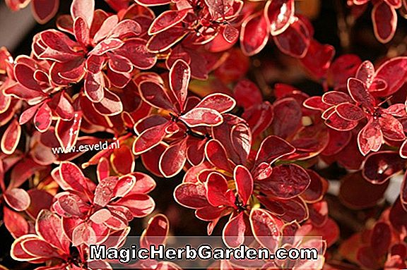 Tumbuhan: Rhododendron (Diamen Pericat Hybrid Azalea) - #2