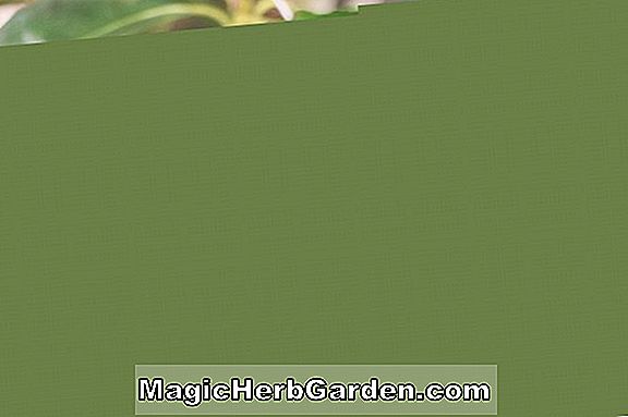 Rhododendron ('Greenwood Rosy-red' Greenwood Hybrid Azalea) - #2