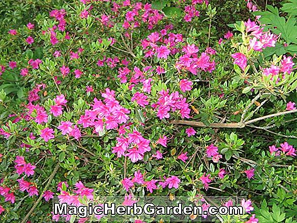 Rhododendron (Anne Chenee Pericat Hybrid Azalea)