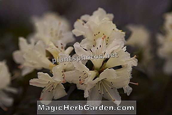 Tumbuhan: Rhododendron (Hatsu Giri Kurume Azalea)