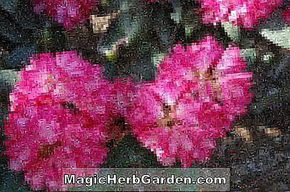 Tumbuhan: Rhododendron (Tokai Satsuki Hybrid Azalea) - #2