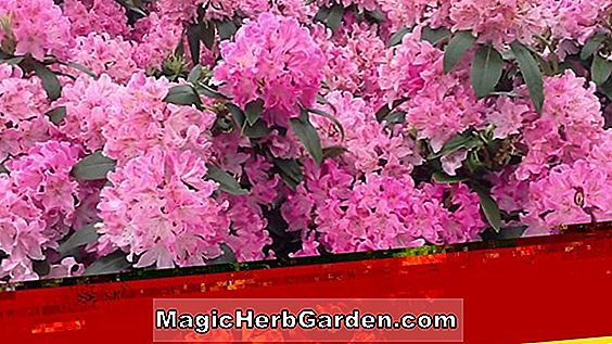 Rhododendron (Scarlet Supreme Exbury Azalea)
