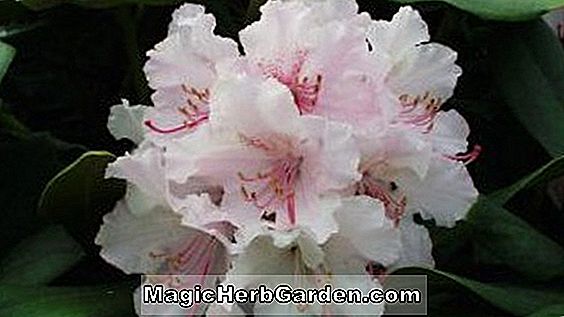 Tumbuhan: Rhododendron (Antony Roland Kurume Azalea) - #2