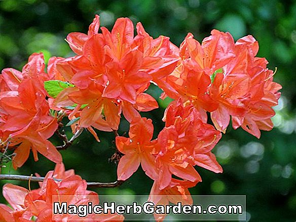 Rhododendron (Koster Brilliant Red Mollis Azalea) - #2